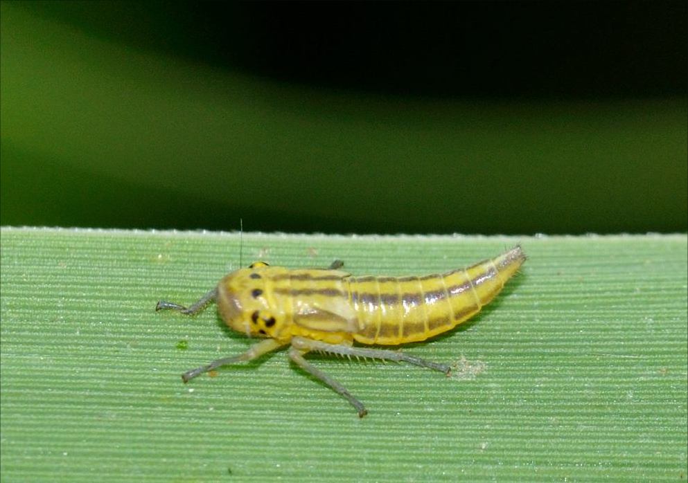 Cicadella viridis ninfa